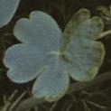 fvariousfoltleavedcrowfoot