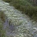 fwaterfloscrowfoot