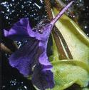 giantfflobutterwort