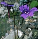giantfflosbutterwort