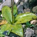 giantffolbutterwort