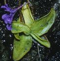 giantfforbutterwort
