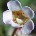 palefflobutterwort