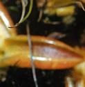 paleffolbutterwort