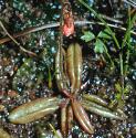 palefforbutterwort