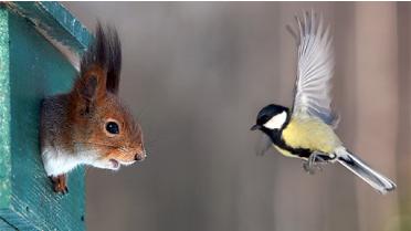 squirrelinbox