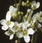 phorseflos1radish