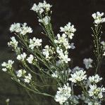 phorseflos2radish