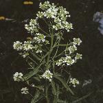 phorseflos3radish