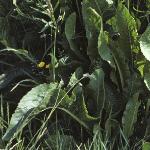 phorsefolradish