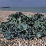 pseafol1kale