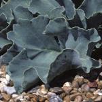 pseafol2kale