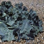 pseafol4kale