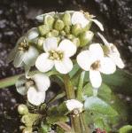 pwatercressflo