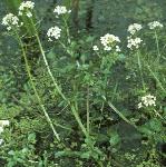 pwatercressflos1