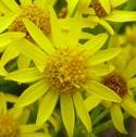 commonffloragwortbritishflora