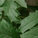 commonffolragwortbritishflora
