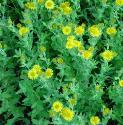 commonfforfleabanebritishflora