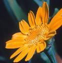 cornfflomarigold