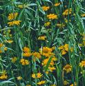 cornfflosmarigold