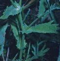cornffolmarigold