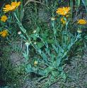 cornfformarigold