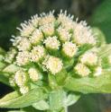 creamyfflosbutterbur