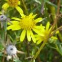 goldenfflosamphirebritishflora