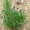 goldenffolsamphirebritishflora
