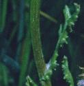 oxfordffolragwort