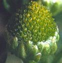 pineappleffloweed