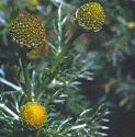 pineapplefflosweed