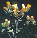 ploughmansfforspikenard