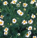 scentedfflosmayweed
