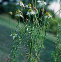 scentedfformayweed