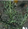 scentlessffolmayweed