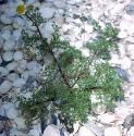 scentlessfformayweed