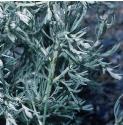 seaffolwormwood