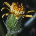 stickyfflogroundsel