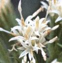 whitefflobutterbur