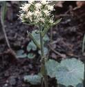 whitefforbutterbur
