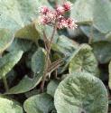 winterfforheliotrope