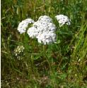 yarrowfforbritishflora