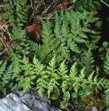fbladderfol1fern