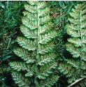fcommonfru5bucklerfern