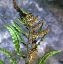 fcrestedfru1bucklerfern
