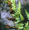 fcrestedfru2bucklerfern