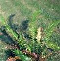 fhardfor1shieldfern