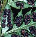 fhardfru2shieldfern