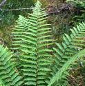 fmalefol1fern